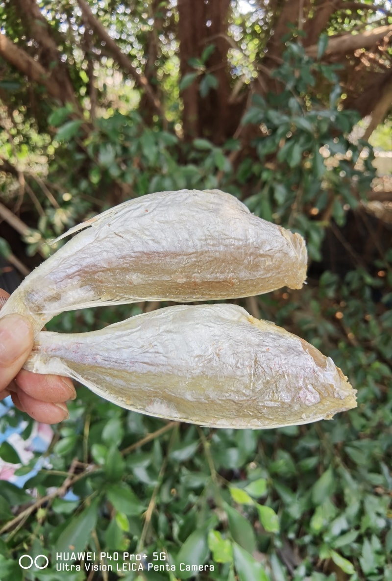 红杉鱼干