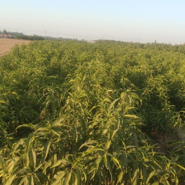 大量供应中油4号桃苗，有0.8到1.5欢迎全国客商，需要