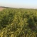 大量供应中油4号桃苗，有0.8到1.5欢迎全国客商，需要