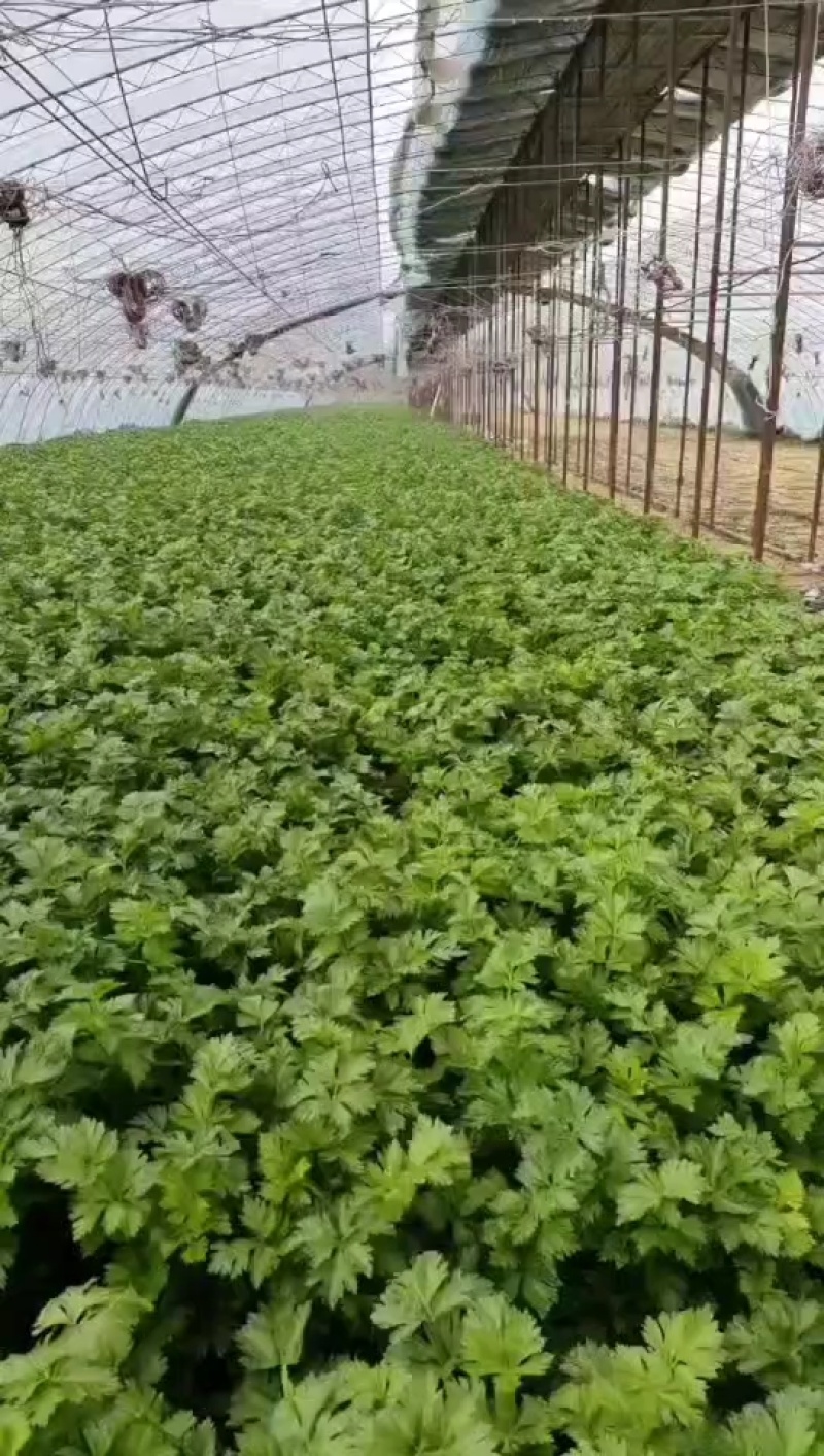 宁夏银川西芹大量上市，货量大，要的联系