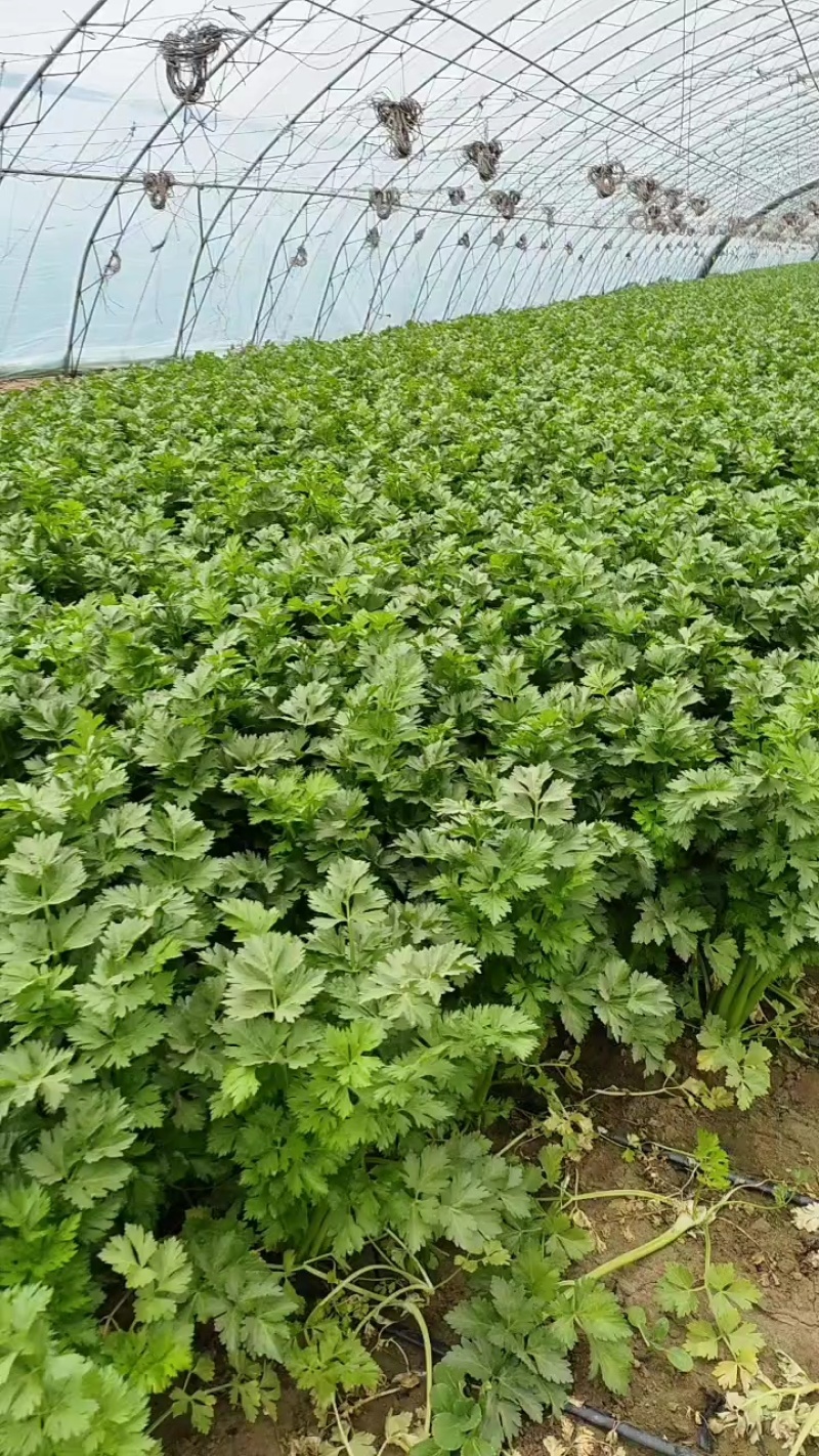 宁夏银川西芹大量上市，货量大，要的联系