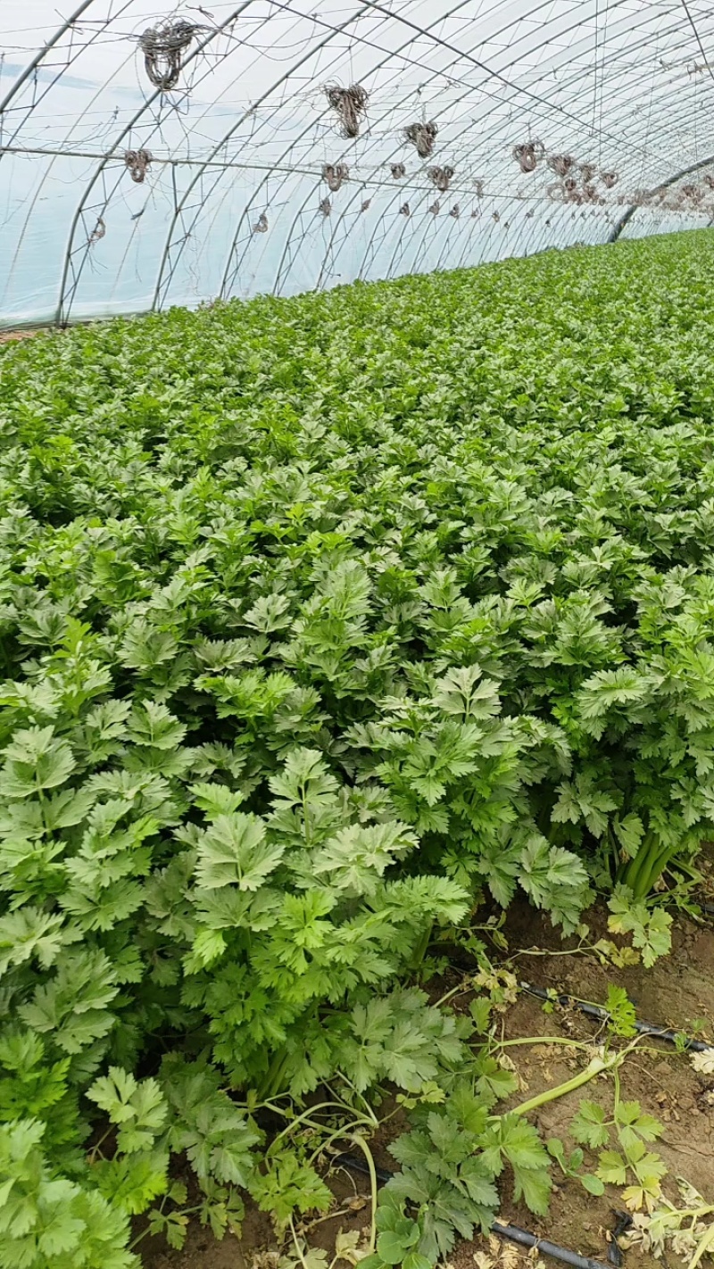 宁夏银川西芹大量上市，货量大，要的联系