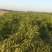 大量供应中油4号桃苗，有0.8到1.5欢迎全国客商，需要