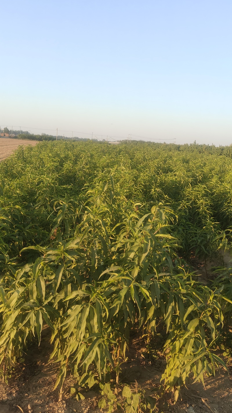 大量供应中油4号桃苗，有0.8到1.5欢迎全国客商，需要