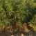 大量供应中油4号桃苗，有0.8到1.5欢迎全国客商，需要