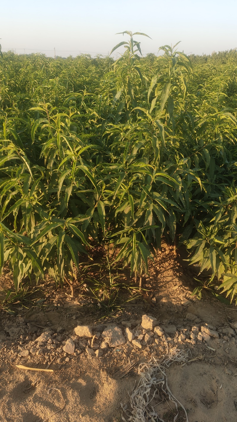大量供应中油4号桃苗，有0.8到1.5欢迎全国客商，需要