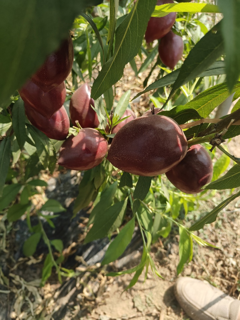 大量供应中油4号桃苗，有0.8到1.5欢迎全国客商，需要