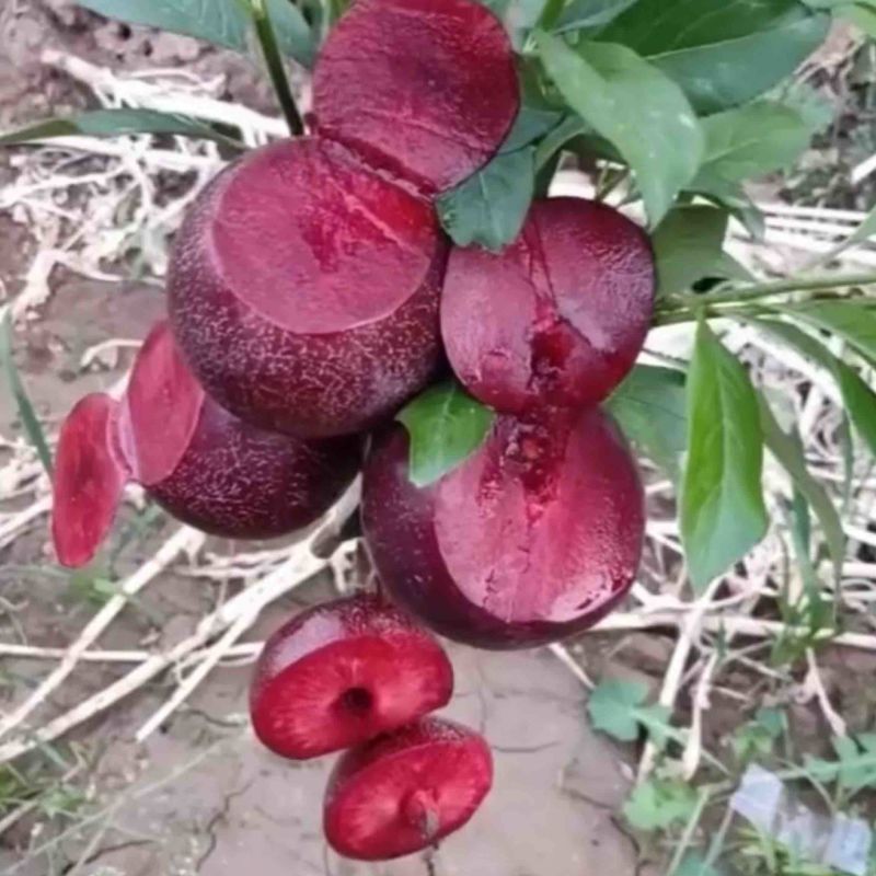 蜜桔红心李树苗