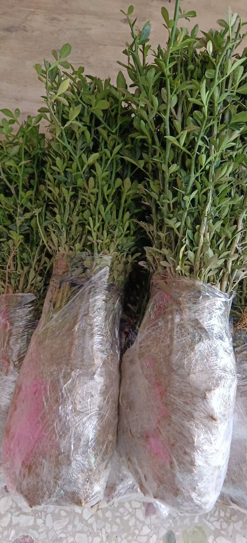 枳壳苗枳壳大小苗枸橘苗篱笆苗现挖现发，保显发货