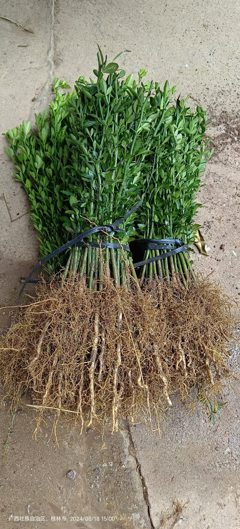 枳壳苗枳壳大小苗枸橘苗篱笆苗现挖现发，保显发货