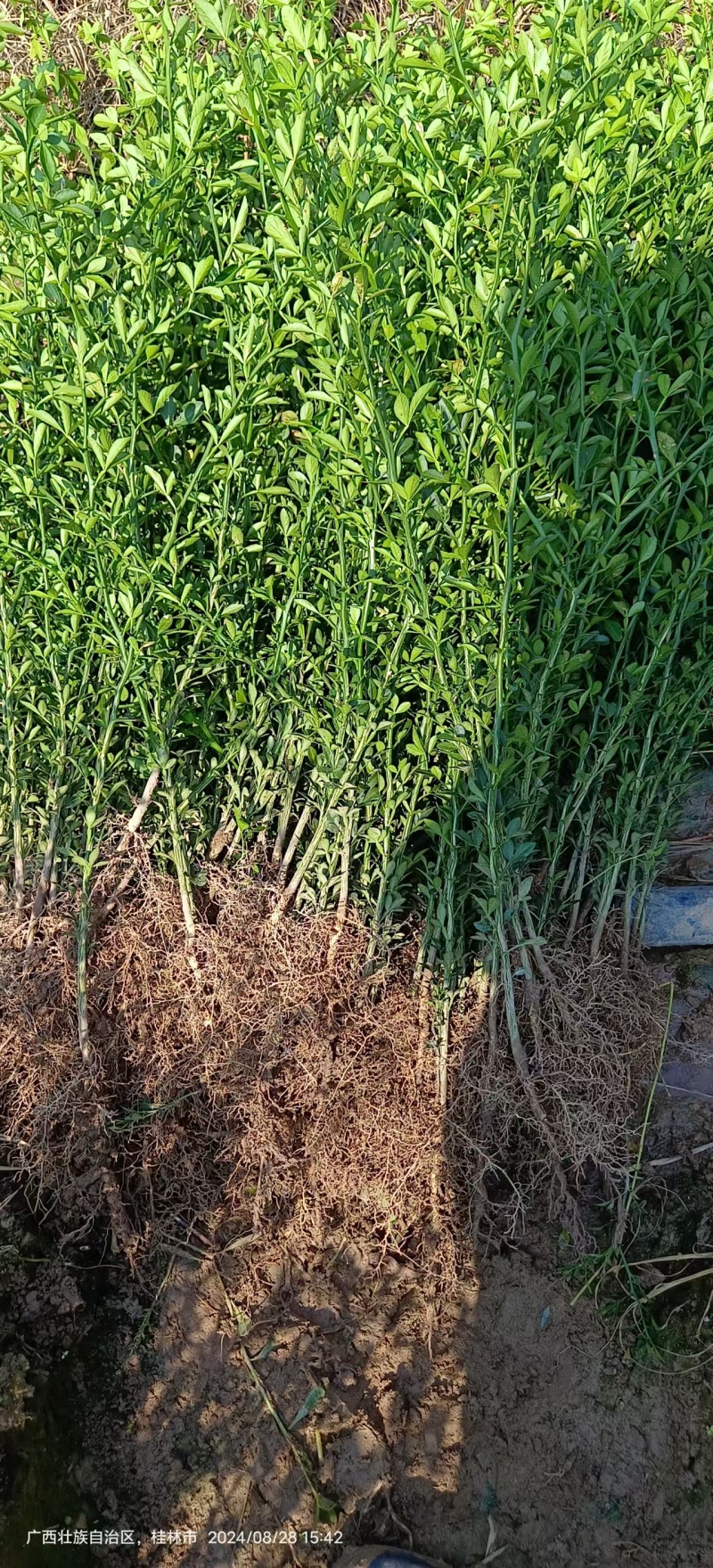枳壳苗枳壳大小苗枸橘苗篱笆苗现挖现发，保显发货