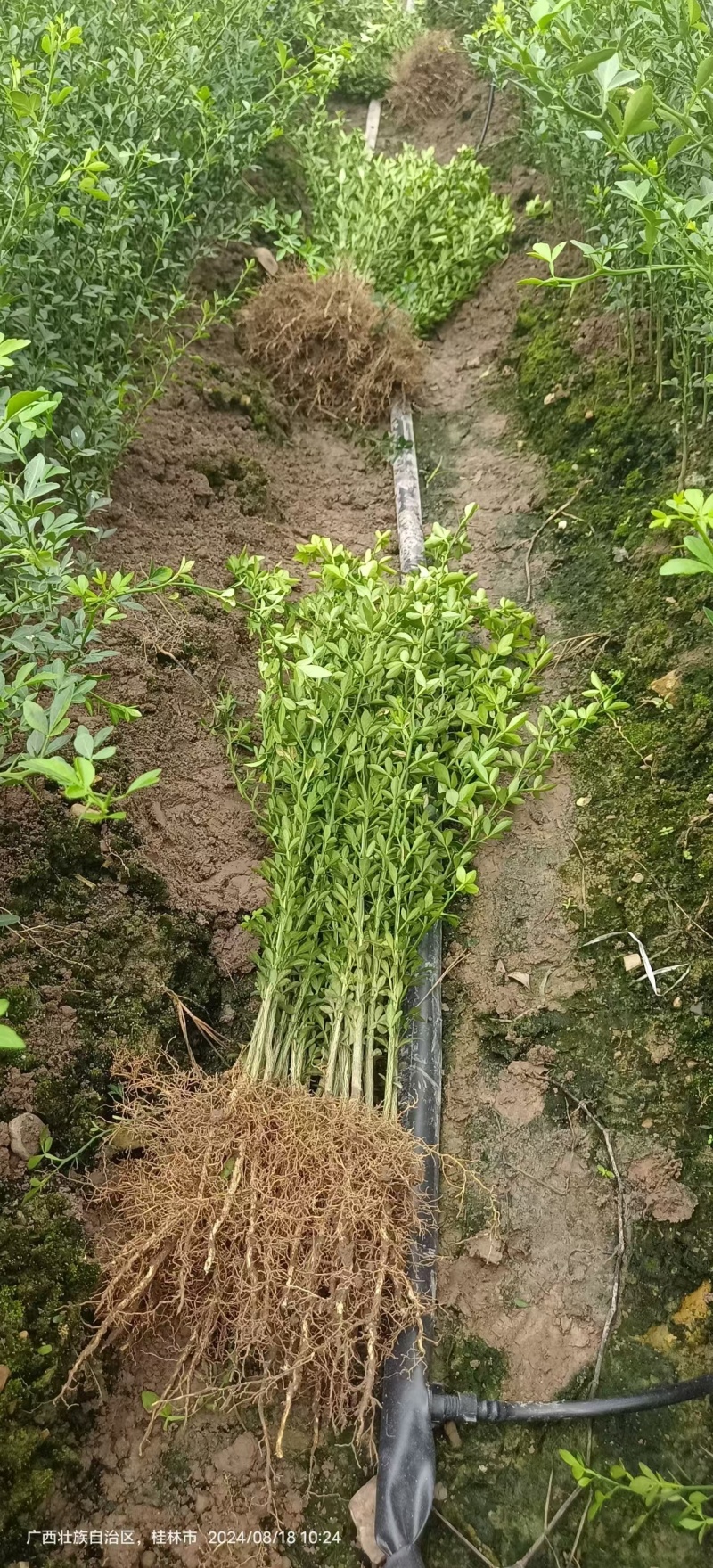 枳壳苗枳壳大小苗枸橘苗篱笆苗现挖现发，保显发货