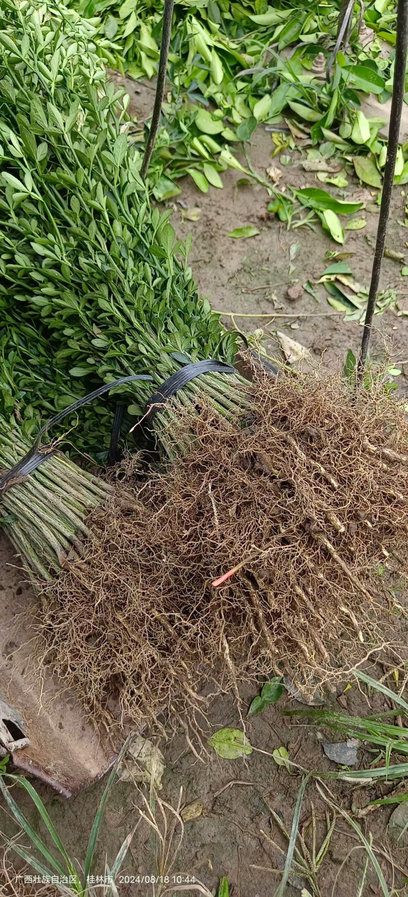 枳壳苗枳壳大小苗枸橘苗篱笆苗现挖现发，保显发货