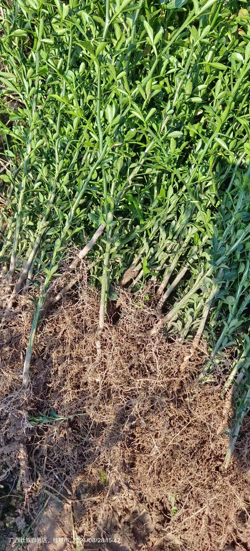 枳壳苗枳壳大小苗枸橘苗篱笆苗现挖现发，保显发货