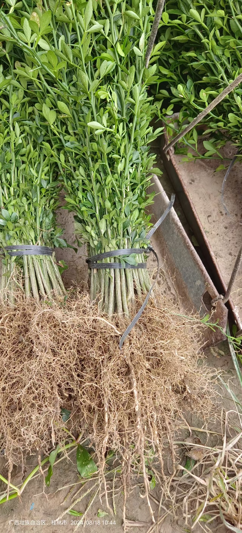 枳壳苗枳壳大小苗枸橘苗篱笆苗现挖现发，保显发货