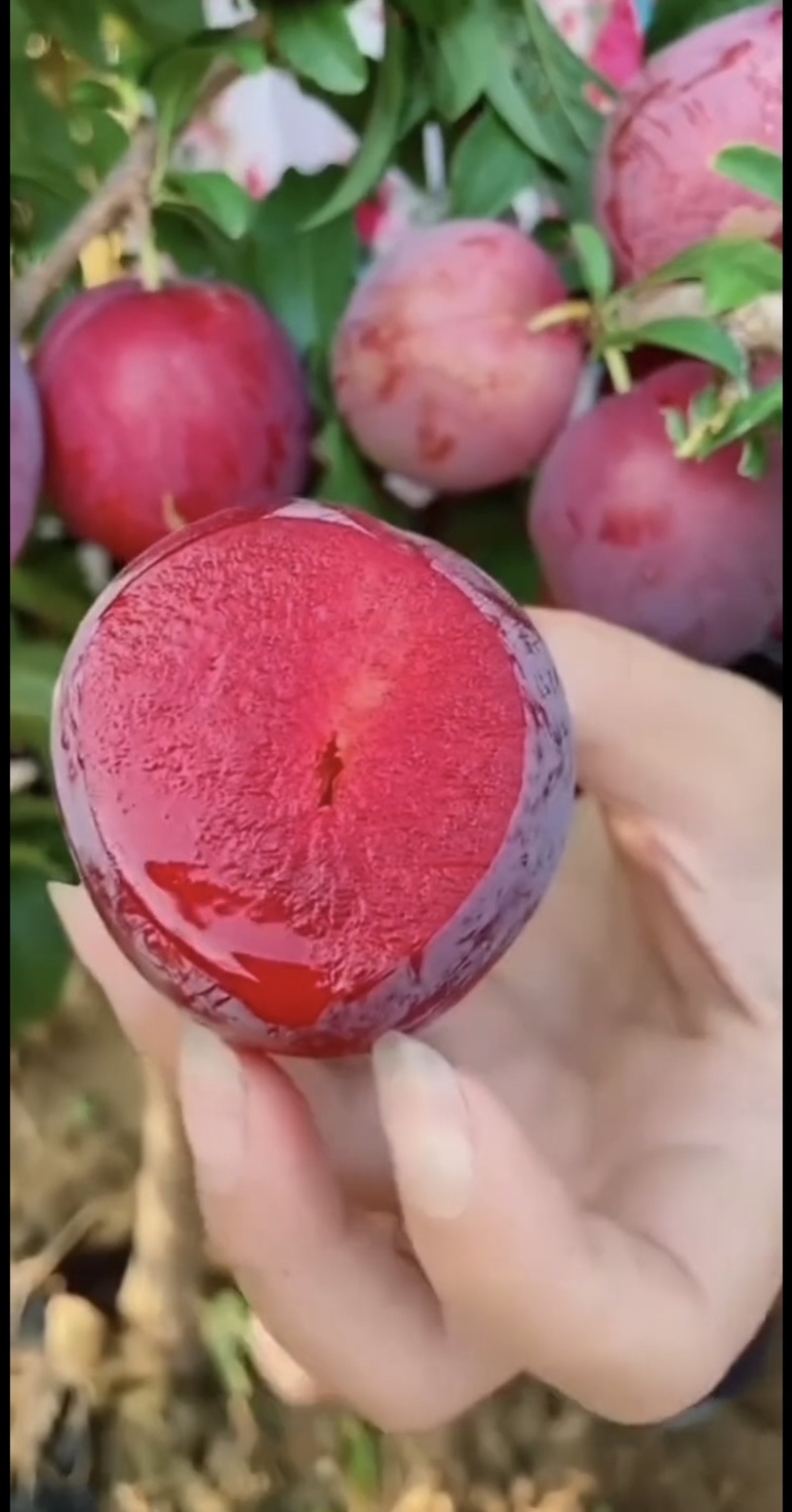 蜜桔红心李树苗