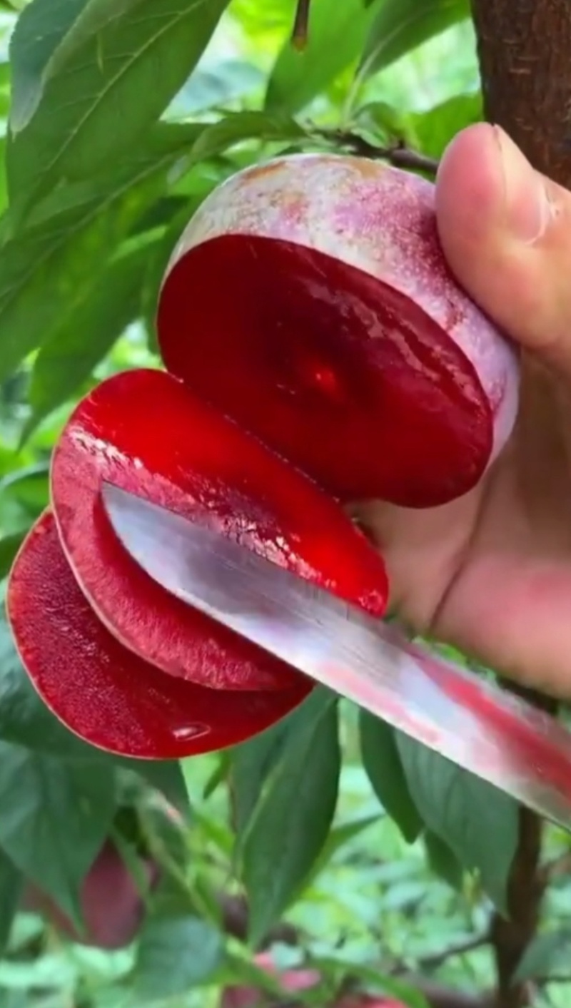 蜜桔红心李树苗