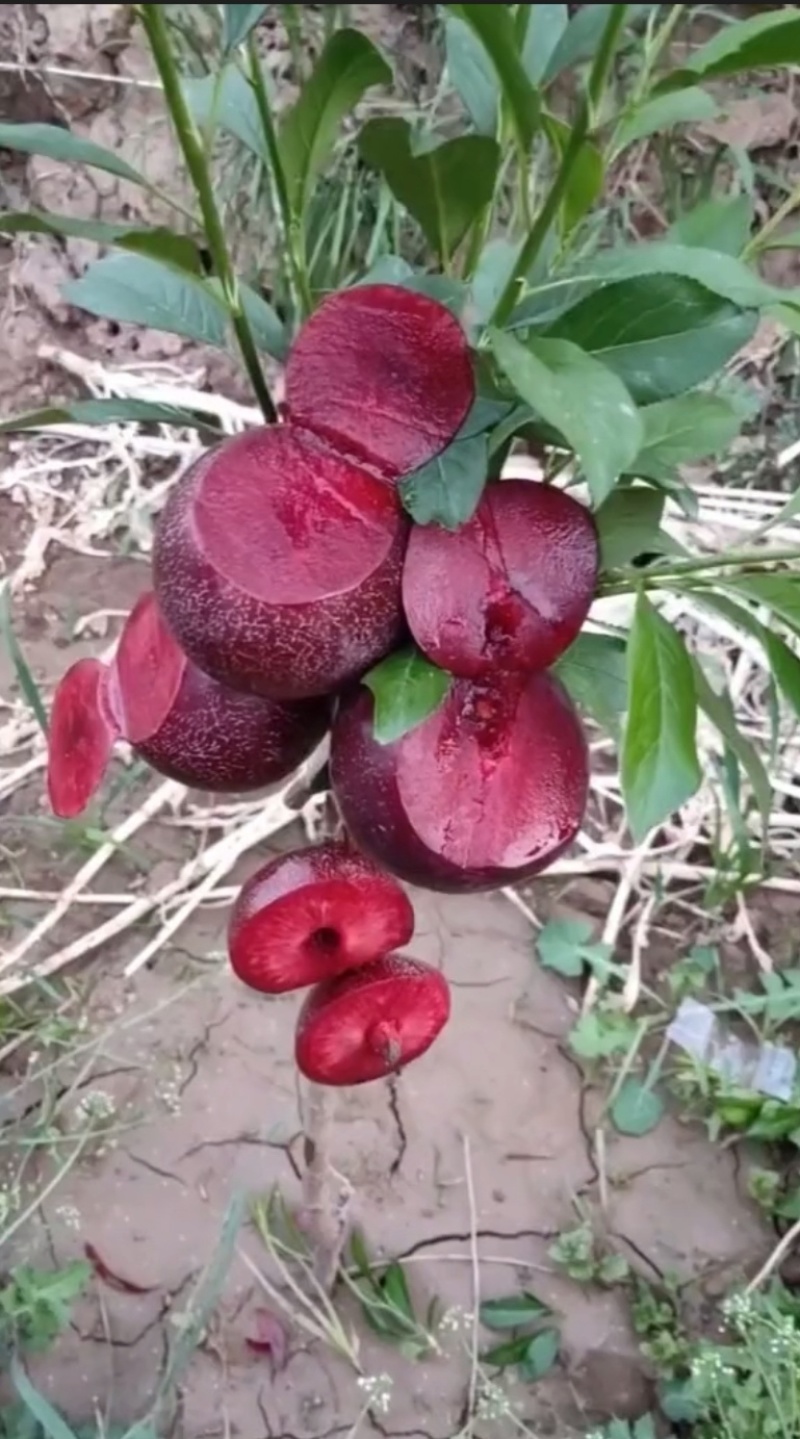 蜜桔红心李树苗