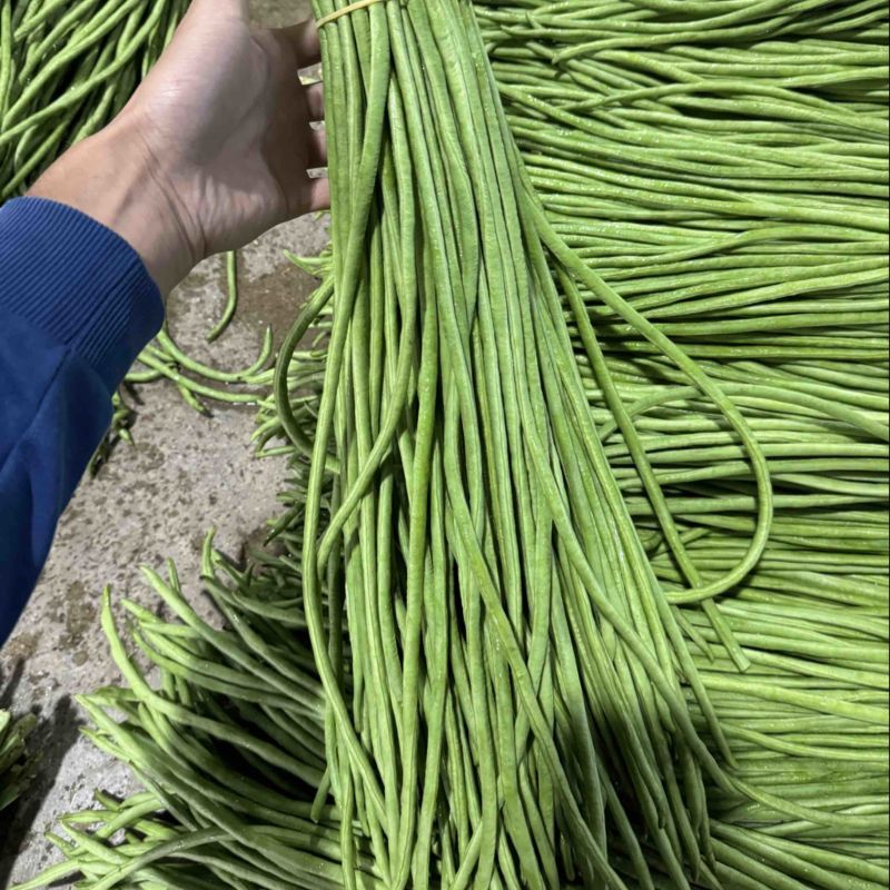 精品）细条豇豆精品长豆角泡豆货源稳定欢迎来电