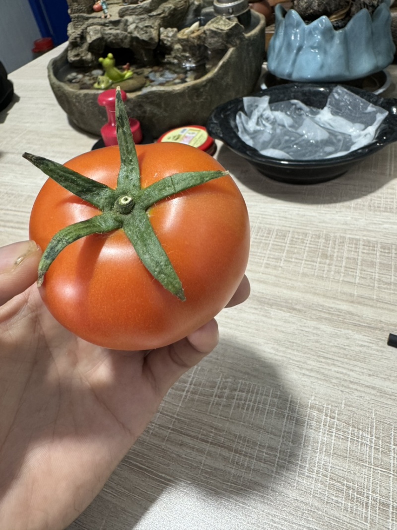 云南精品番茄大红粉果大量上市电商市场欢迎来电合作