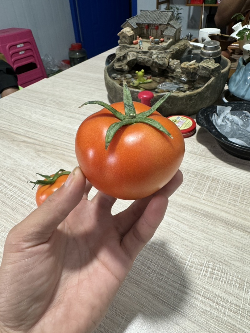 云南精品番茄大红粉果大量上市电商市场欢迎来电合作