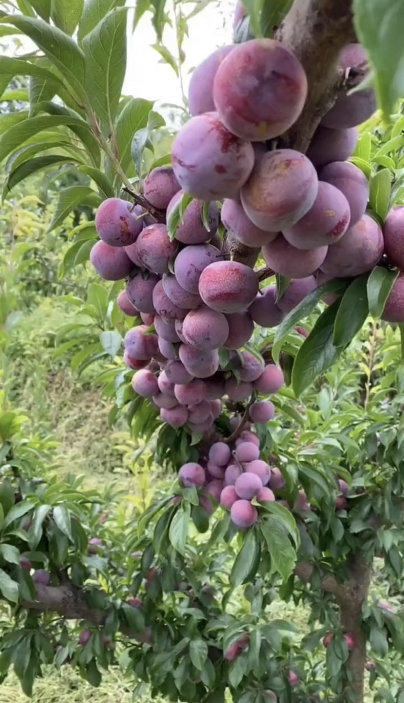 金秋红蜜李子苗
