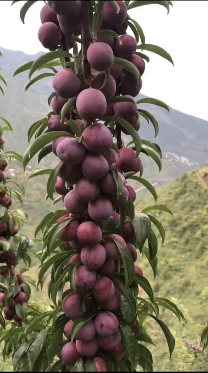 金秋红蜜李子苗