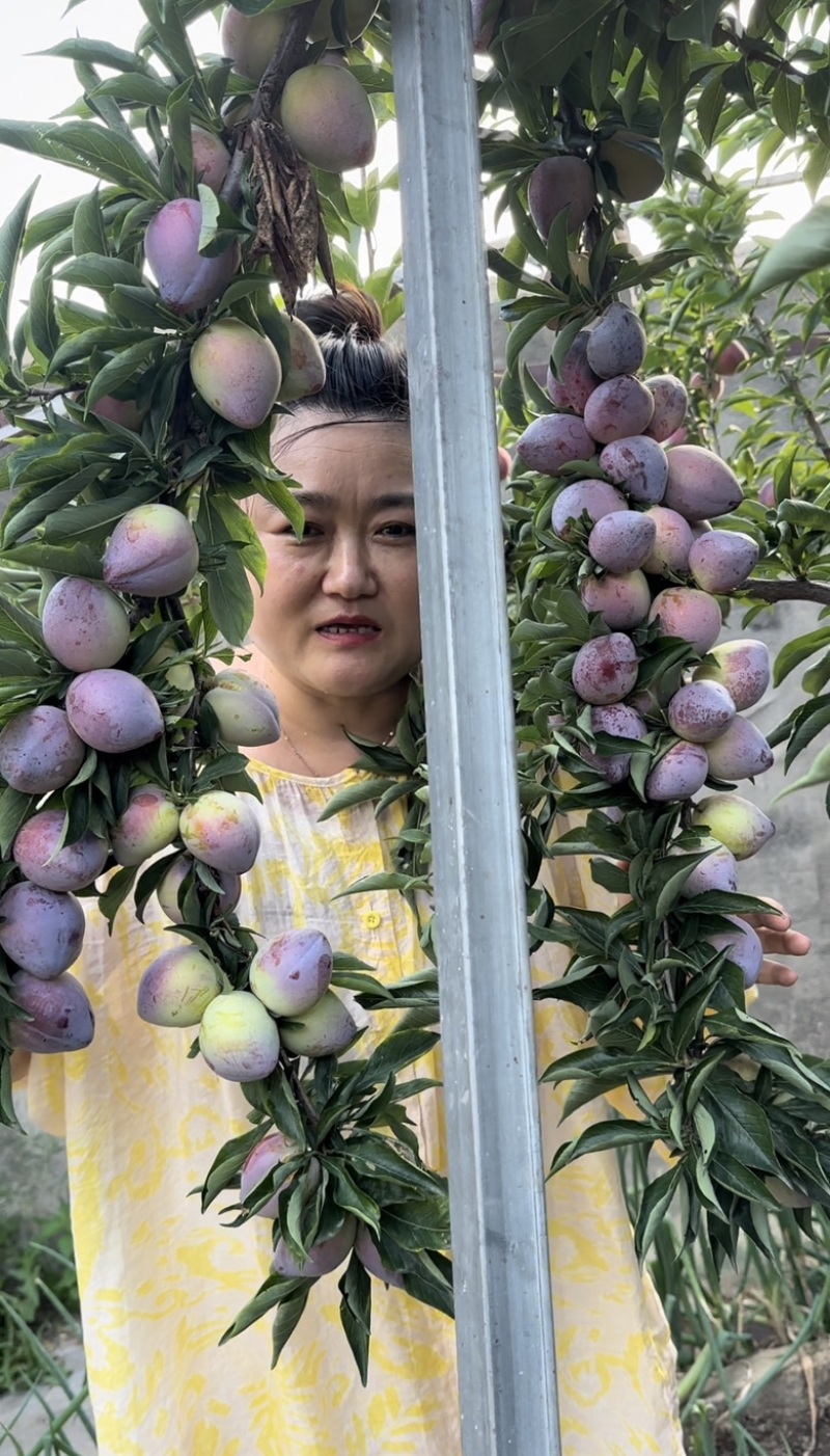 吉盛桃李树苗