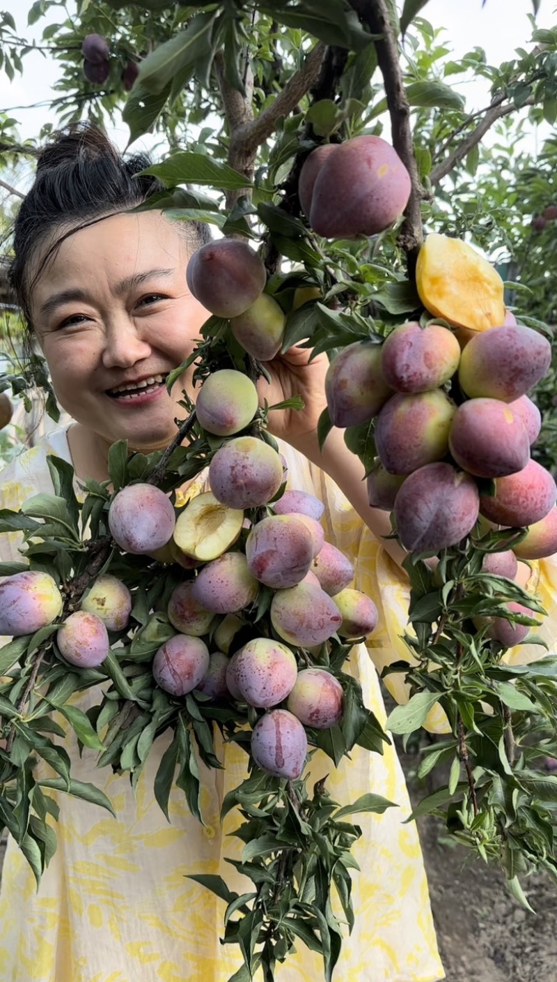 吉盛桃李树苗