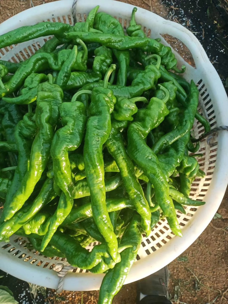 螺丝椒，基地直发，量大量大。大凉山优质大棚辣椒。