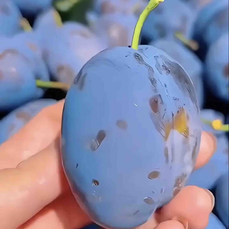 艾琳娜西梅树苗
