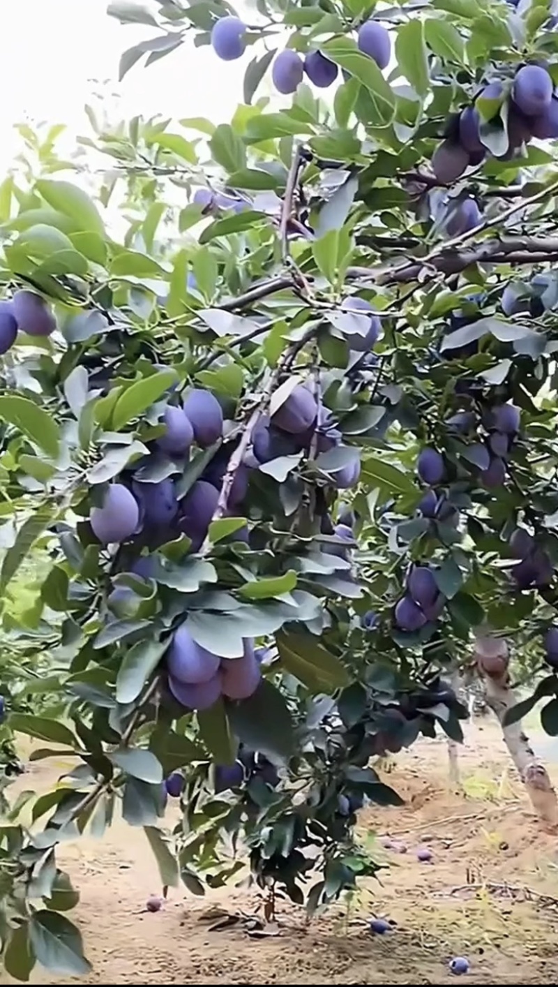 艾琳娜西梅树苗