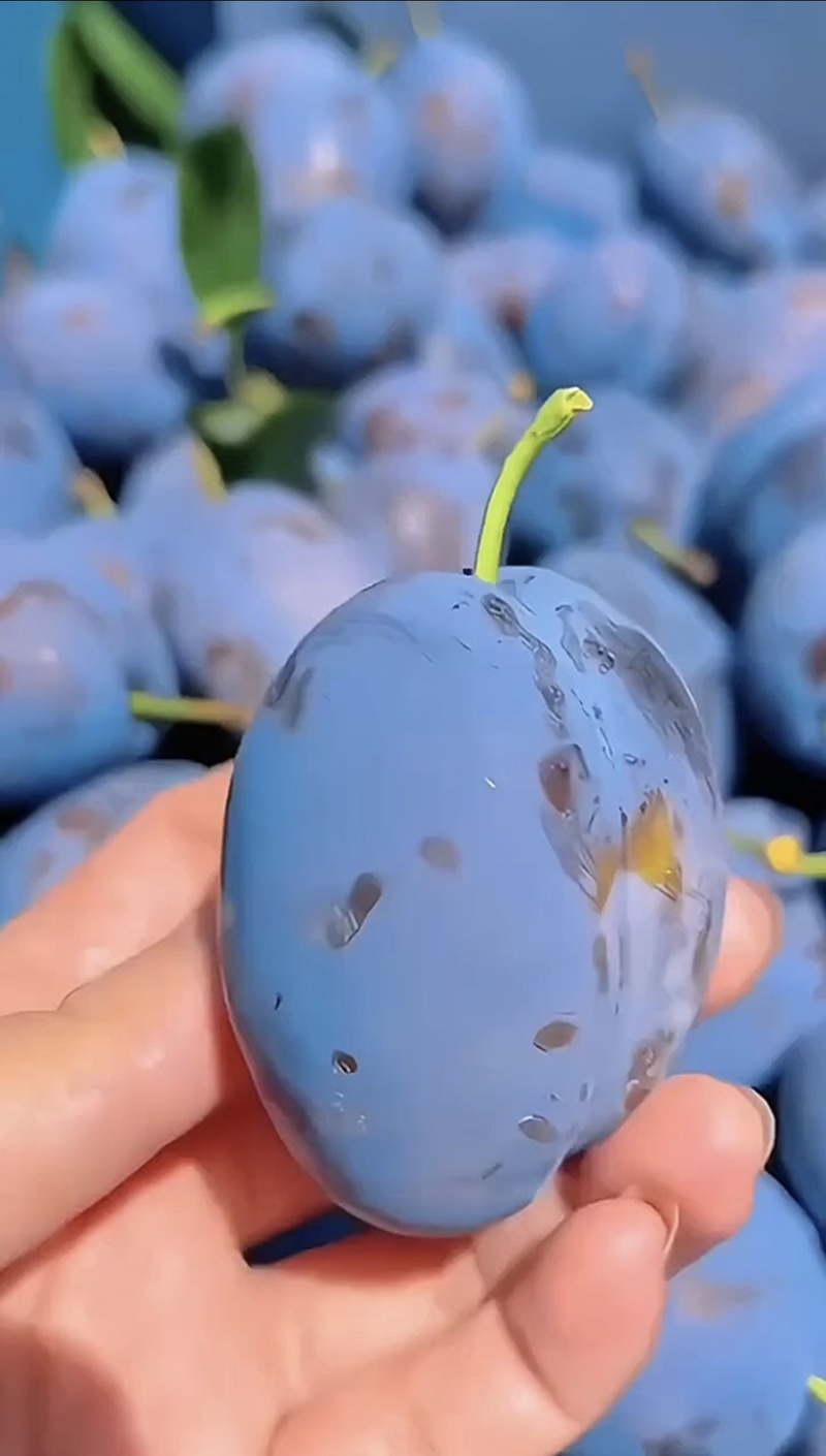 艾琳娜西梅树苗