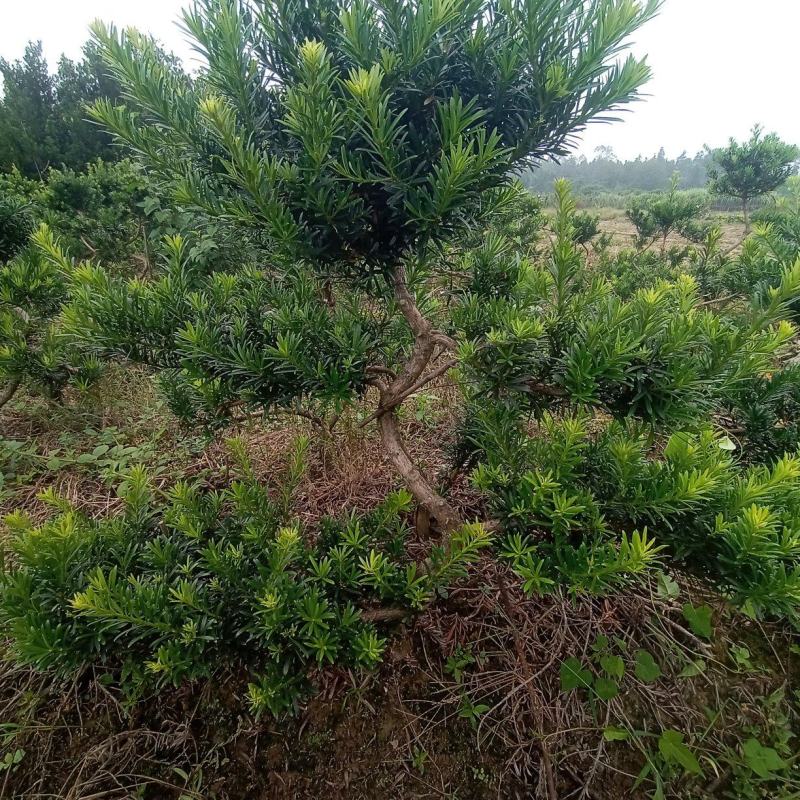 拿弯，龙游式造型贵妃罗汉松