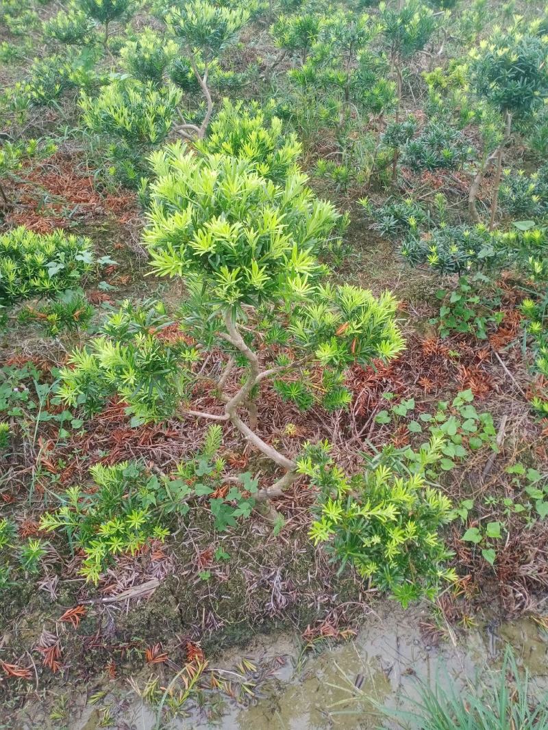 拿弯，龙游式造型贵妃罗汉松
