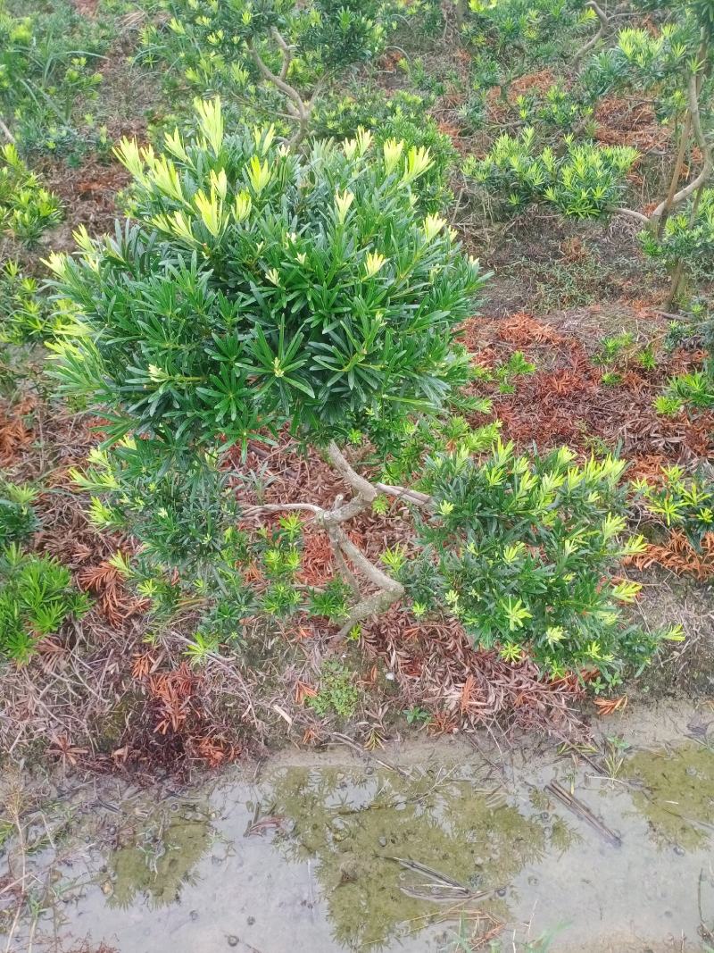 拿弯，龙游式造型贵妃罗汉松