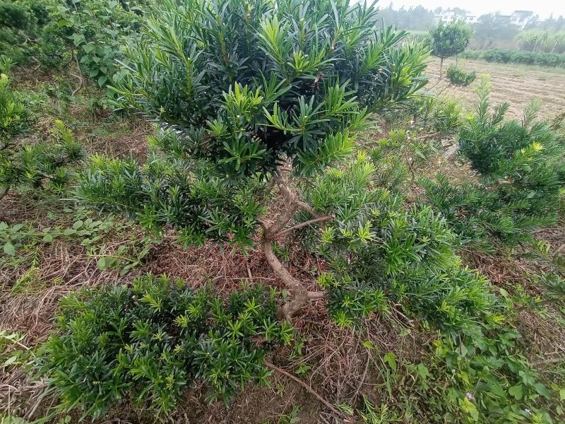 拿弯，龙游式造型贵妃罗汉松