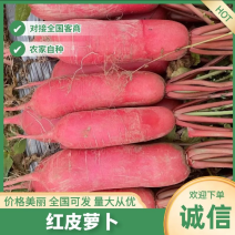 精品红萝卜大量有货产地直发质量保证