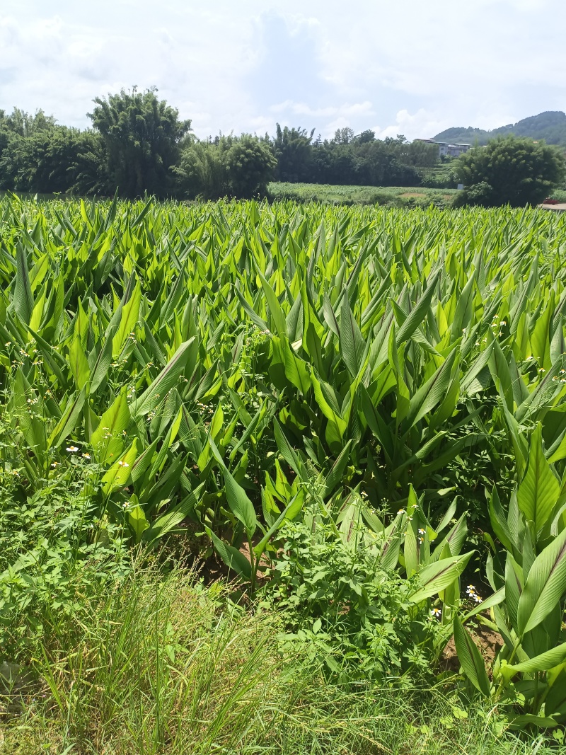 广西莪术自家种植，有上百亩，视频看货，欢迎大老板前来对接