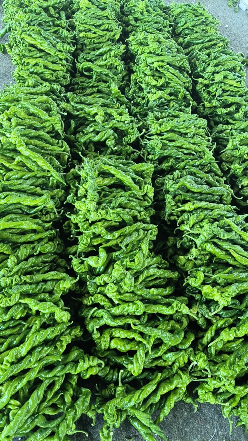 龙椒，精品，通货，电商都有现货，都是当天新鲜采摘的