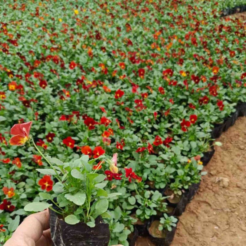 角堇角堇穴盘苗冬季抗寒抗冻花卉植物颜色多基地直供