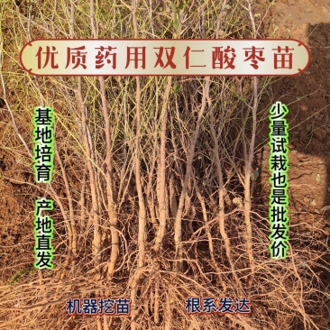 河北赞皇【药用酸枣苗】用来嫁接各种品种枣树苗