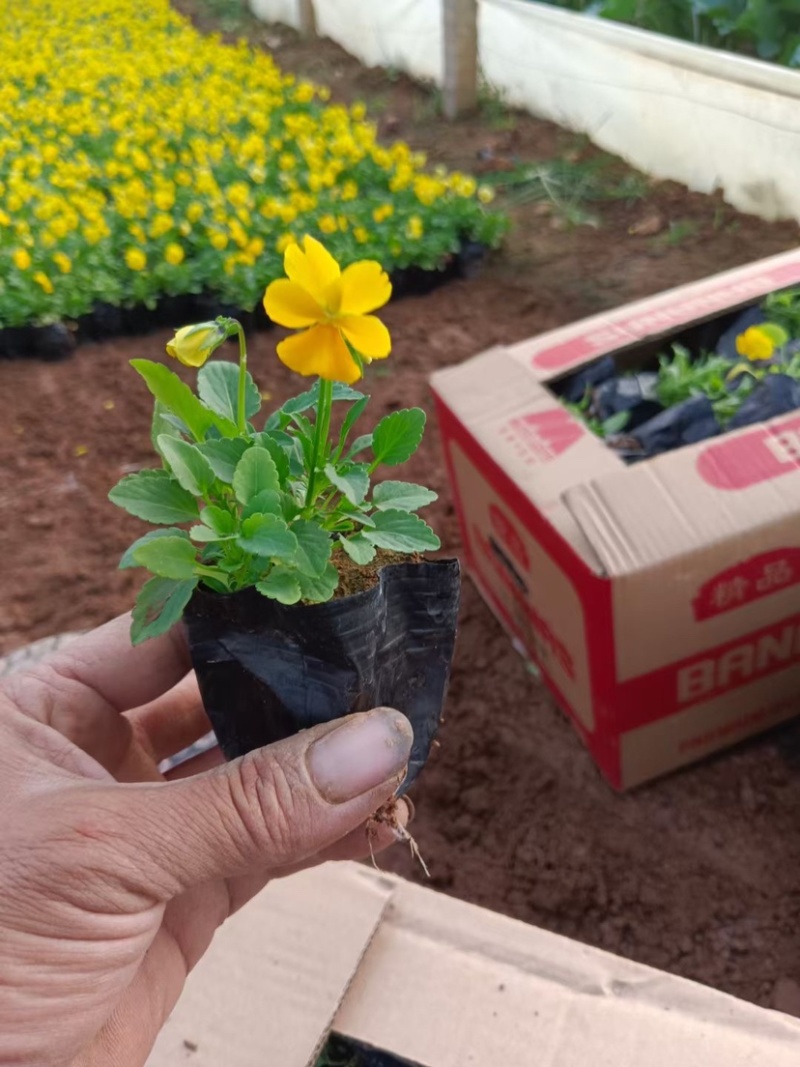 角堇角堇穴盘苗冬季抗寒抗冻花卉植物颜色多基地直供