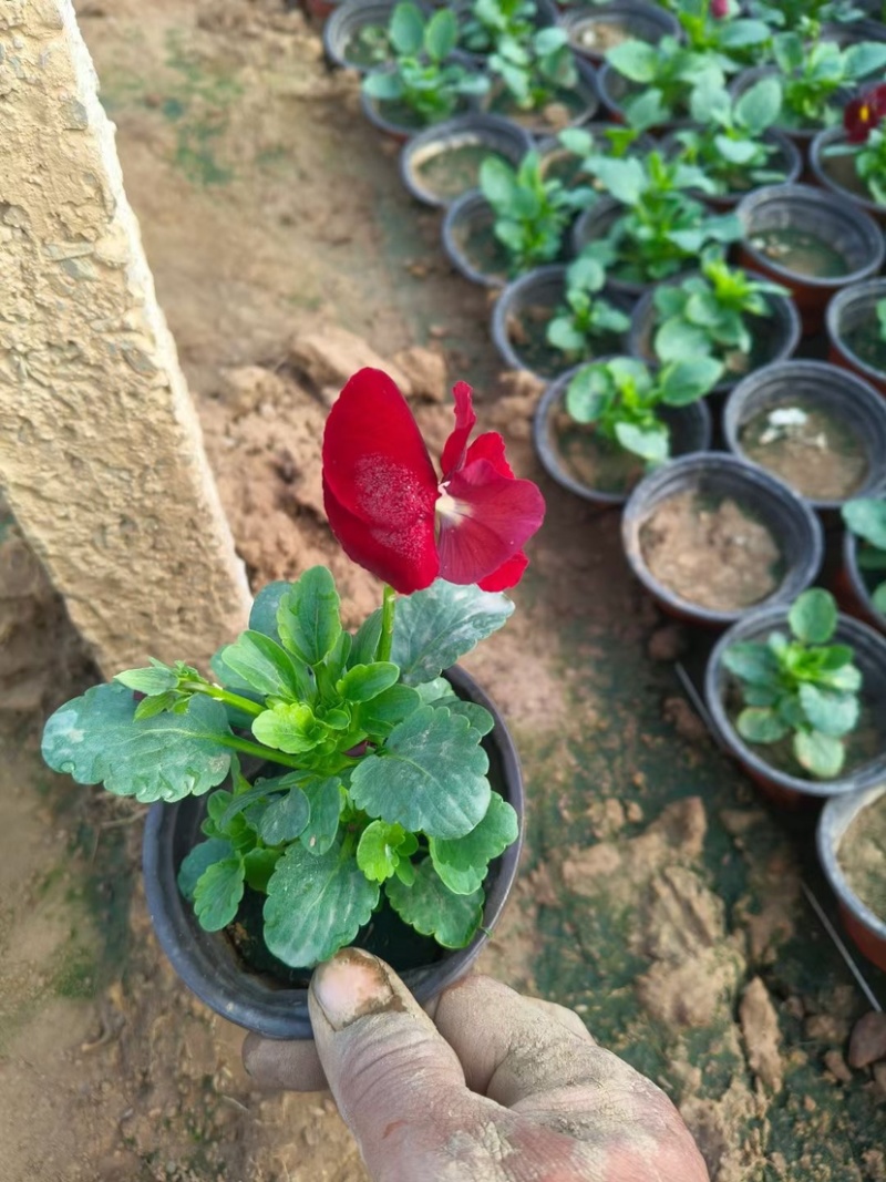 角堇角堇穴盘苗冬季抗寒抗冻花卉植物颜色多基地直供