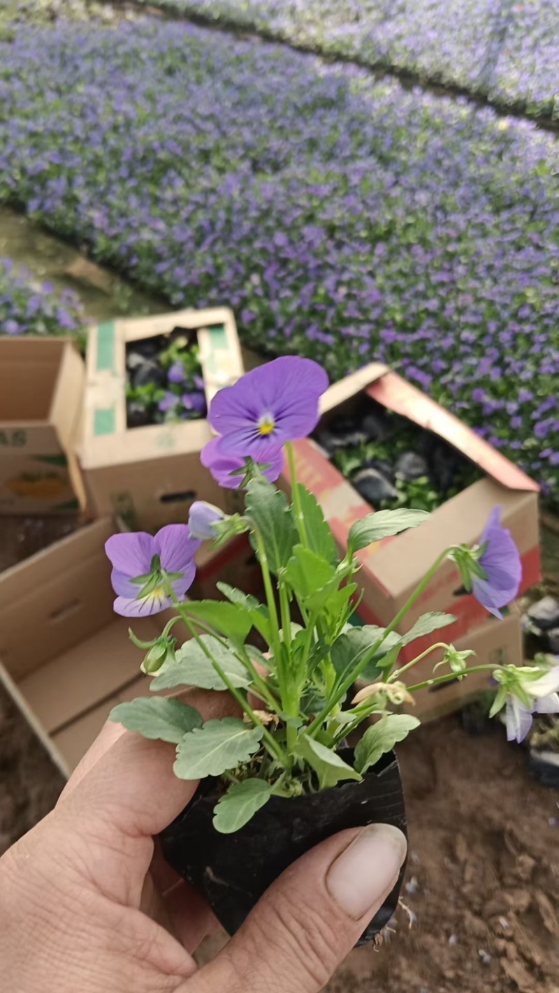 角堇角堇穴盘苗冬季抗寒抗冻花卉植物颜色多基地直供
