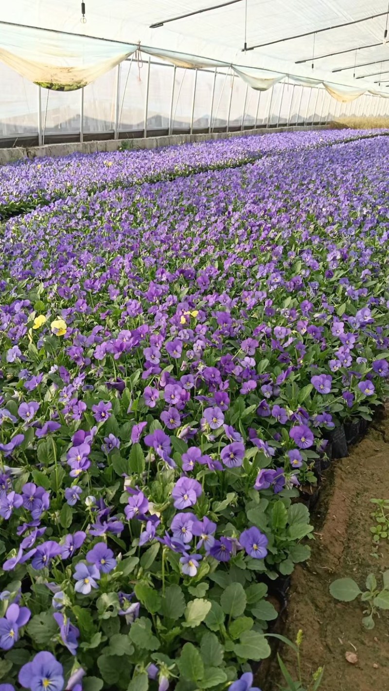 角堇角堇穴盘苗冬季抗寒抗冻花卉植物颜色多基地直供