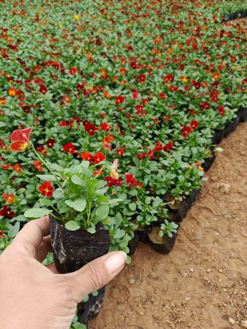 角堇角堇穴盘苗冬季抗寒抗冻花卉植物颜色多基地直供