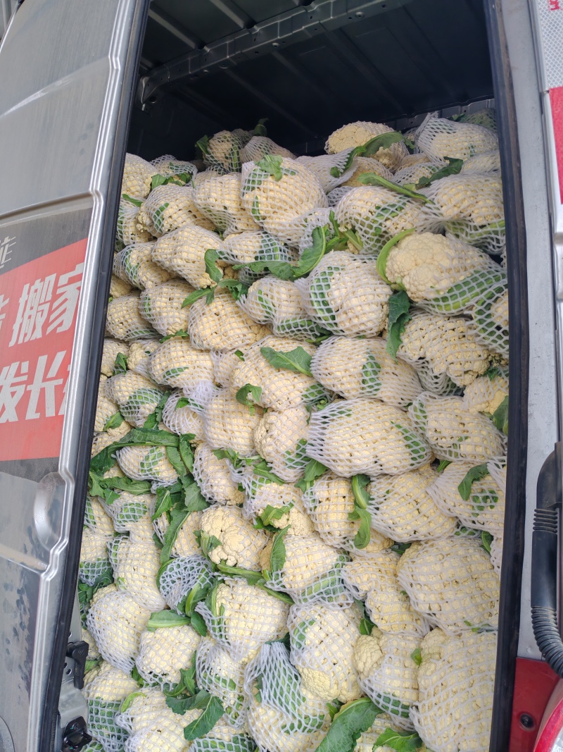 精品松花菜菜花有机散花实花青梗白面小米粒一手货