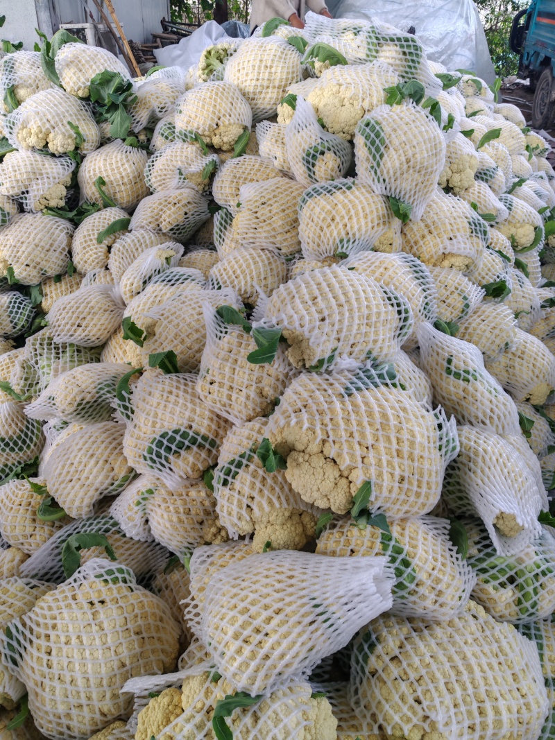 精品松花菜菜花有机散花实花青梗白面小米粒一手货