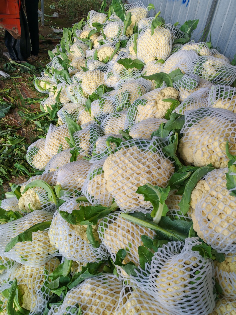 精品松花菜菜花有机散花实花青梗白面小米粒一手货